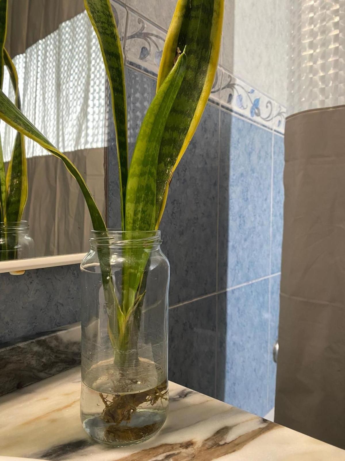 Luz'S Retreat Apartment ポンタ・デルガダ エクステリア 写真